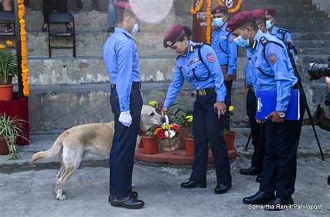 प्रहरीकहाँ कुकुर पूजाको रौनक तालिम पाएका कुकुरले देखाए आफ्नो खुवी