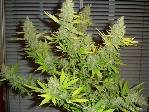 Galer A De Variedades Cheese Green House Seeds Pic By Green