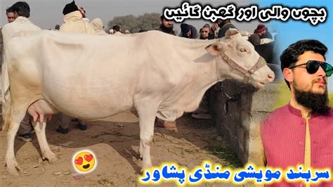 Dairy Cows Mandi Peshawar New Updates Sarband Cow Mandi Izhar