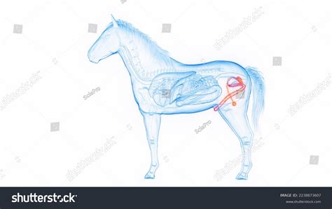 4,203 Horse Anatomy Images, Stock Photos & Vectors | Shutterstock