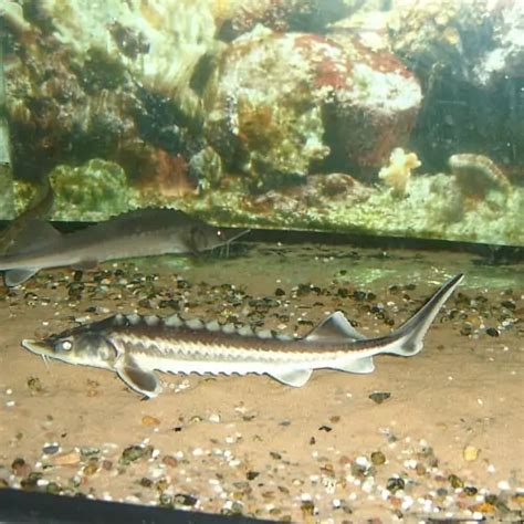 7 Sturgeon Species (Facts & Pictures) - Pond Informer