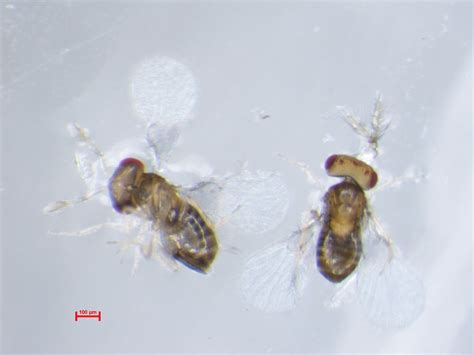 Trichogramma Brassicae Parazitoid Koruzne Vešče Ivr