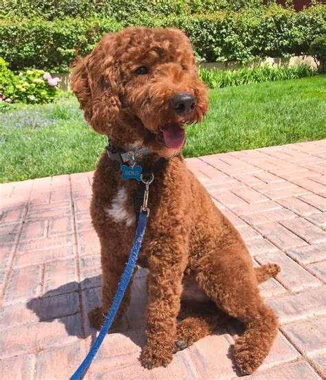 Moyen Poodle: What Makes This Medium Furball Stand Out?