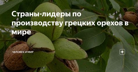 Страны-лидеры по производству грецких орехов в мире | Человек и мир | Дзен