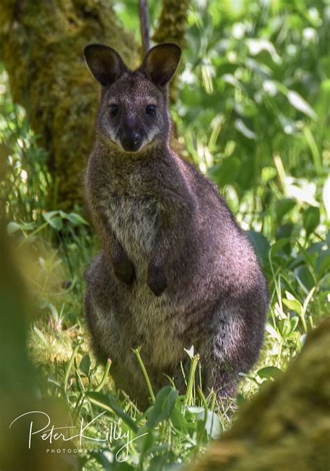 Wallabies Ballaugh Manx Scenes Photography