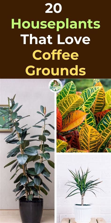 Houseplants That Love Coffee Grounds In Coffee Grounds For