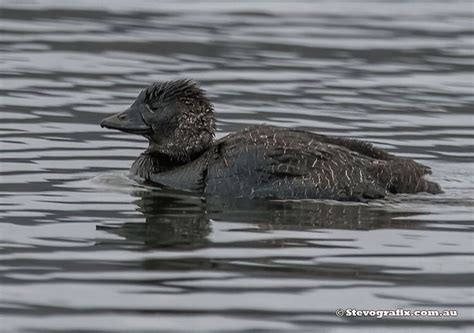 Musk Duck - Biziura lobata - Stevografix