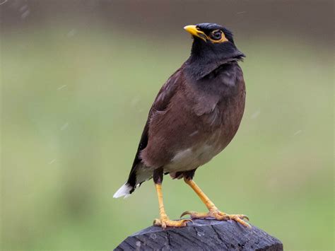 Common Myna Ebird Bird Species Species Animals