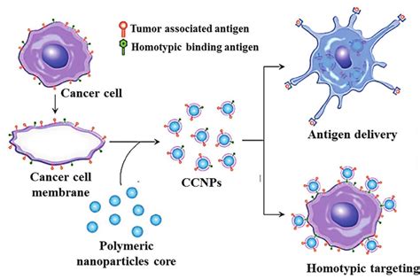 Schematic Representation Of Plga Nanoparticles With Cancer Cell