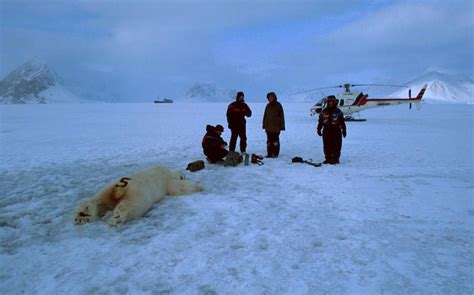 Polar bear migration between Hornsund and Storfjorden - The Cruise ...