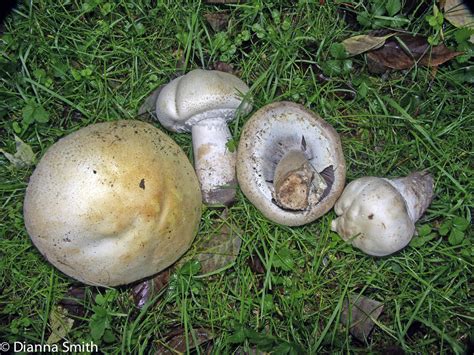 Agaricus Fissuratus Arvensis And