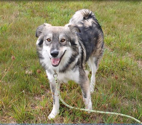 Ces Chiens Et Chats Attendent Au Refuge De Nargis D Couvrez Les