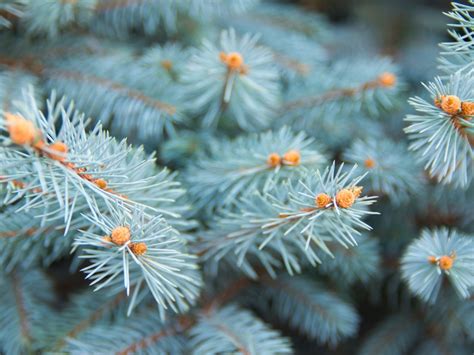 Colorado Spruce Info How To Grow A Colorado Blue Spruce Tree