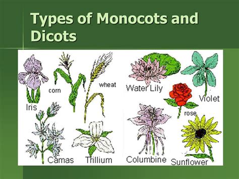 Angiosperm Monocot Examples