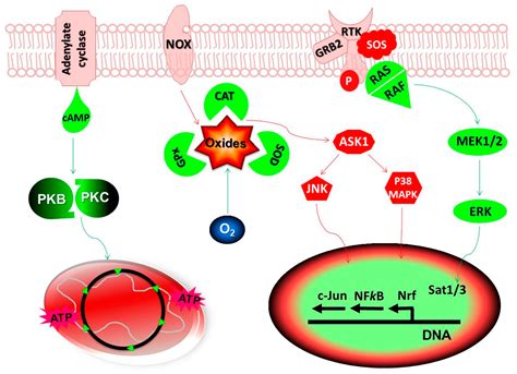 Antioxidants Free Full Text Redox Potential Of Antioxidants In