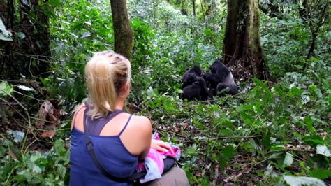 Gorilla Habituation Experience Gorillas Safari Tours