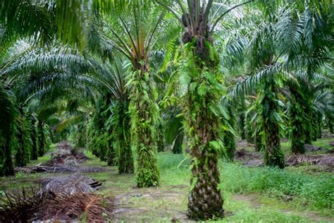 Inside An Palm Oil Plantation In Sabah Malaysia