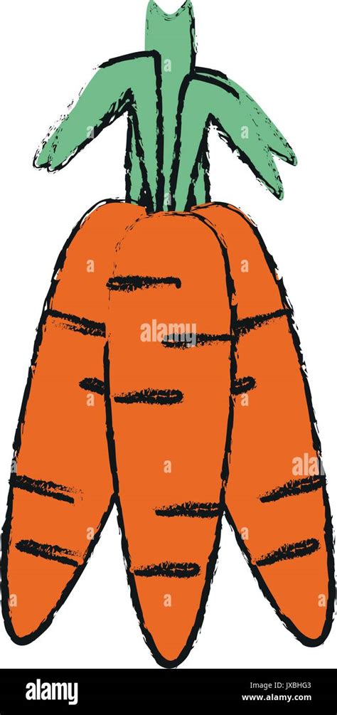 Carrots Vector Illustration Stock Vector Image And Art Alamy