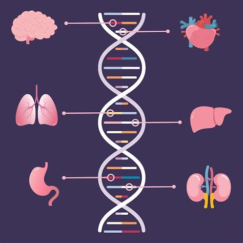 Genes asociados con diferentes órganos humanos ilustraciones