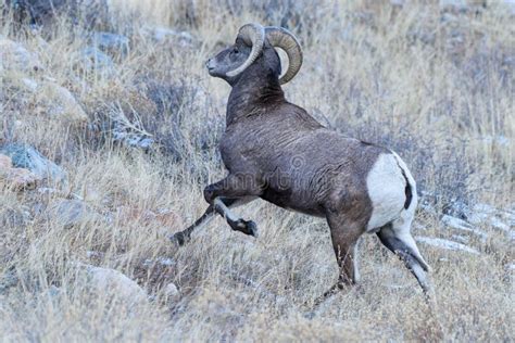 Colorado Rocky Mountain Bighorn Sheep Bighorn Ram Running Up A Rocky