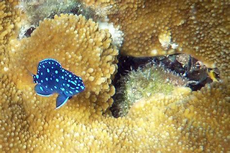 juvenile-yellowtail-damselfish – SeeStJohn.com