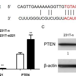 Pten Was The Target Gene Of Mir A Mir Was Predicted To