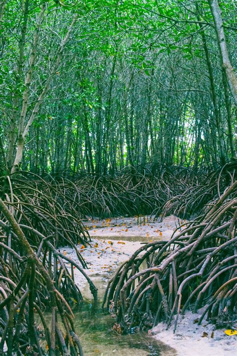 White mangrove restoration – Tropical Restoration Network