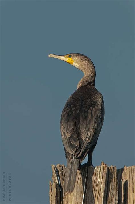 José Loureiro Photography Aves Corvo marinho de faces brancas