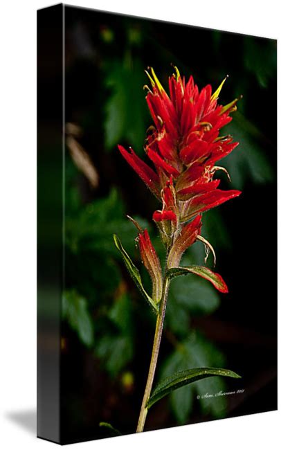 Indian Paintbrush Wyoming State Flower By Sam Sherman