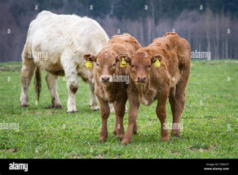 Two Calves Hi Res Stock Photography And Images Alamy