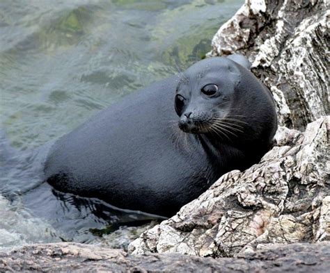 Baikal Seal Ocean Treasures Memorial Library