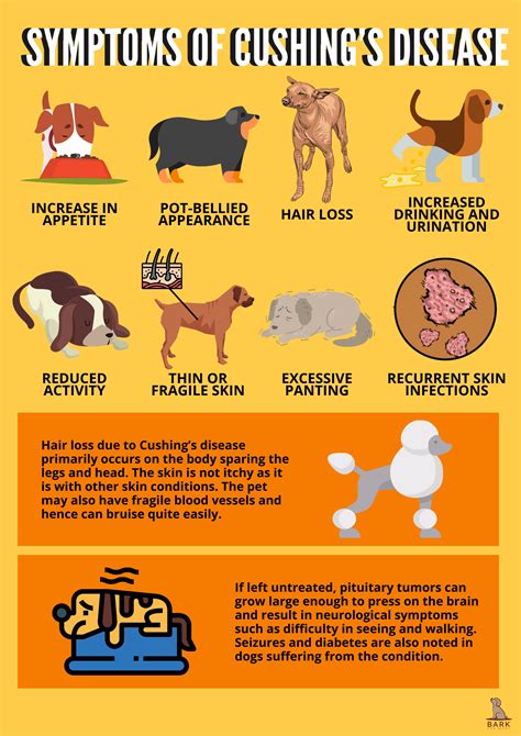 Stages Of Cushing's Disease In Dogs