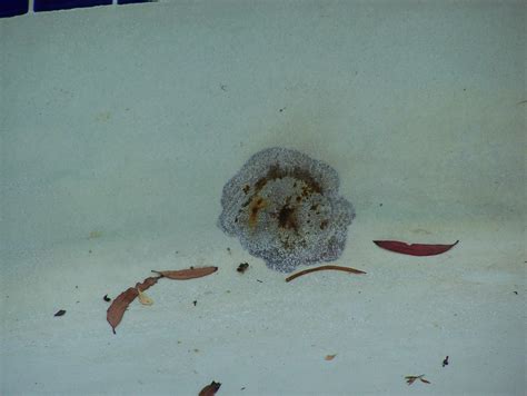 Rebar Stain Repair - Pool Tile Restoration | Dunrite Tile and Coping