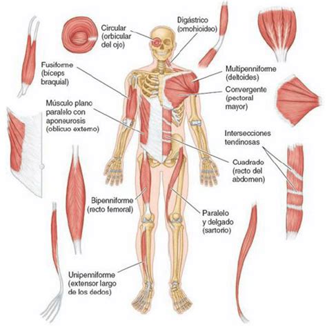 Sistema M Sculo Esquel Tico Qu Es Anatom A Funci N Fisiolog A M S
