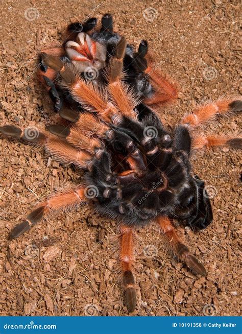 Tarantula Under Her Shed Skin Stock Photo Image Of Nature Hairy