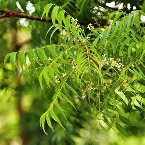 Green Neem Tree For Medicinalplantation At Rs 30piece In Greater