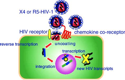 Nonproductive Infection Of Oral Keratinocytes By Hiv X Or R Tropic