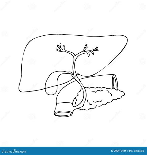 Linear Drawing Of The Liver Pancreas Duodenum And Gall Bladder Stock