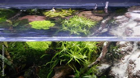 Split View Of Lava Stone And Sand Waterfall Aquascape Healthy Aquatic