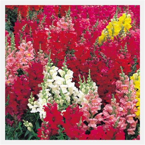 Antirrhinum Sonnet Flower Seeds