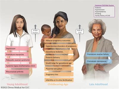 Frontiers Update On Sex Specific Risk Factors In Cardiovascular Disease