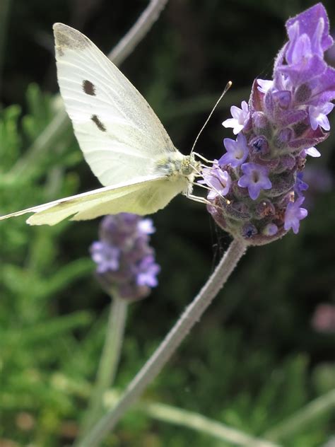 Butterfly Lavender Flower - Free photo on Pixabay - Pixabay