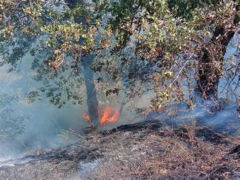 Incendi Ettari Di Vegetazione Distrutti Nel Nord Barese Trmtv