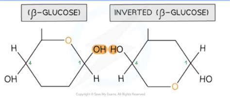 Cellulose Flashcards | Quizlet