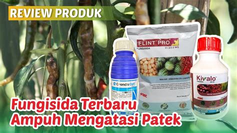 Ampuh Kendalikan Antraknosa Dengan Fungisida Baru Orondis Flint Pro