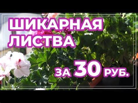 Сульфат магния для герани. Магнезия для пеларгоний. - YouTube | Герани ...