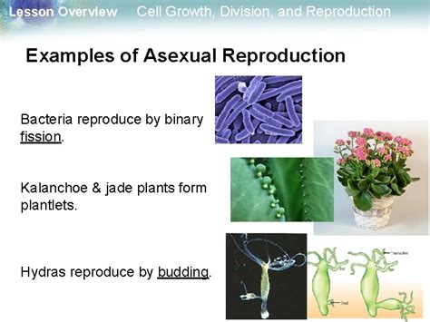 Lesson Overview Cell Growth Division And Reproduction 1