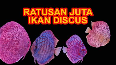 Ratusan Jut Ikan Discus Pamer Keindahan Mian Ikan Channel