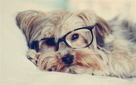 Cute Dogs With Glasses Wallpapers Top Free Cute Dogs With Glasses