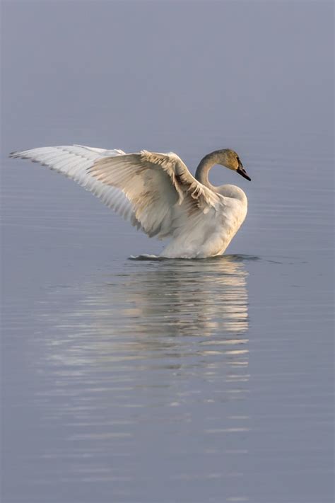 Trumpeter Swan | Audubon Field Guide